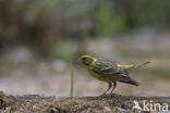 Europese Kanarie (Serinus serinus)