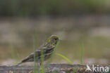 Europese Kanarie (Serinus serinus)