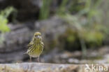 Europese Kanarie (Serinus serinus)