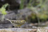 European Serin (Serinus serinus)