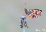 Small Pearl-Bordered Fritillary (Boloria selene)