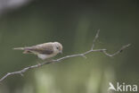 Bergfluiter (Phylloscopus bonelli)