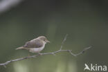 Bergfluiter (Phylloscopus bonelli)