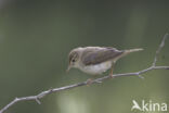 Bergfluiter (Phylloscopus bonelli)