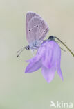 Klaverblauwtje (Polyommatus semiargus)