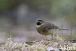 Cirlgors (Emberiza cirlus)