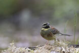 Cirlgors (Emberiza cirlus)