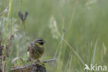 Cirl bunting (Emberiza cirlus)