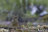 Cirlgors (Emberiza cirlus)