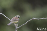 Cirlgors (Emberiza cirlus)