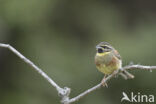 Cirl bunting (Emberiza cirlus)