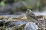 Cirlgors (Emberiza cirlus)