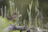 Cirl bunting (Emberiza cirlus)