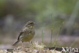 Cirl bunting (Emberiza cirlus)