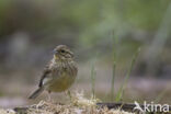 Cirl bunting (Emberiza cirlus)