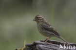 Cirlgors (Emberiza cirlus)