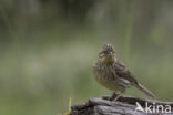 Cirlgors (Emberiza cirlus)