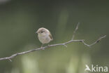 Bergfluiter (Phylloscopus bonelli)