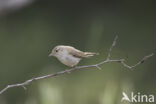 Bergfluiter (Phylloscopus bonelli)