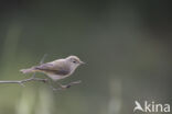 Bergfluiter (Phylloscopus bonelli)