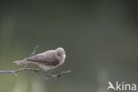 Bergfluiter (Phylloscopus bonelli)