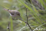 Bergfluiter (Phylloscopus bonelli)