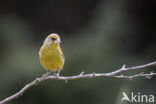 European Greenfinch (Carduelis chloris)