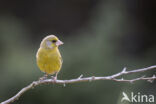 European Greenfinch (Carduelis chloris)