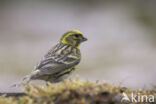 European Serin (Serinus serinus)