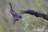 Baardgrasmus (Sylvia cantillans)