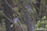 European Turtle-Dove (Streptopelia turtur)