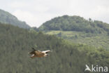 Eurasian Griffon (Gyps fulvus)