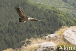 Eurasian Griffon (Gyps fulvus)