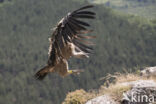 Eurasian Griffon (Gyps fulvus)