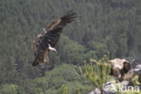 Eurasian Griffon (Gyps fulvus)