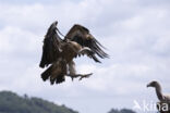 Eurasian Griffon (Gyps fulvus)