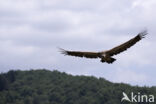 Eurasian Griffon (Gyps fulvus)