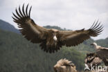 Eurasian Griffon (Gyps fulvus)