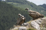 Eurasian Griffon (Gyps fulvus)