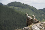 Eurasian Griffon (Gyps fulvus)