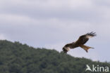 Red Kite (Milvus milvus)