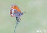 Tweekleurig hooibeestje (Coenonympha arcania)