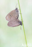 Ringlet (Aphantopus hyperantus)