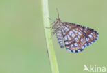 Klaverspanner (Chiasmia clathrata)