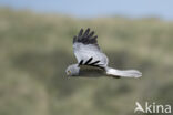 Northern Harrier