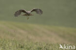 Northern Harrier