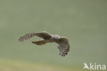 Northern Harrier