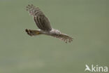 Northern Harrier