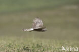 Northern Harrier