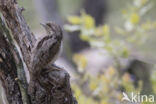 Eurasian Wryneck (Jynx torquilla)